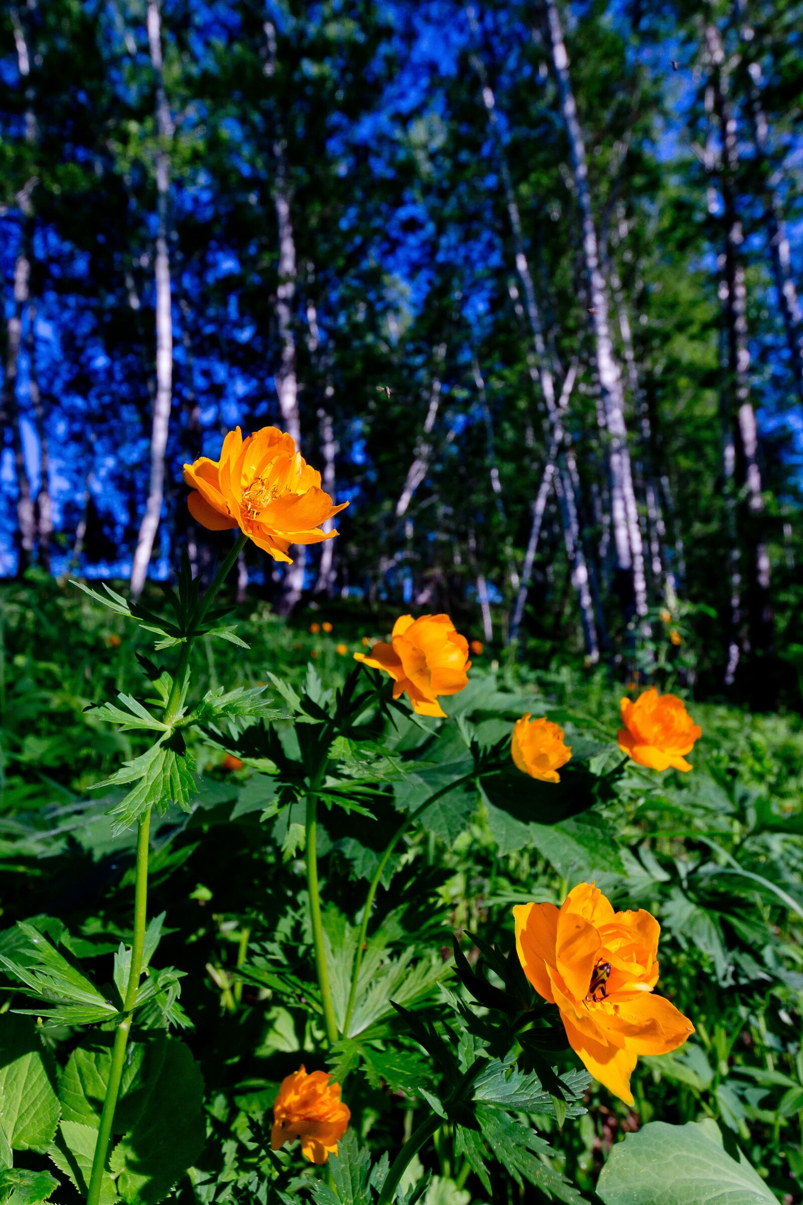 Sony SLT-A77 sample photo. Nature, flowers, lights photography