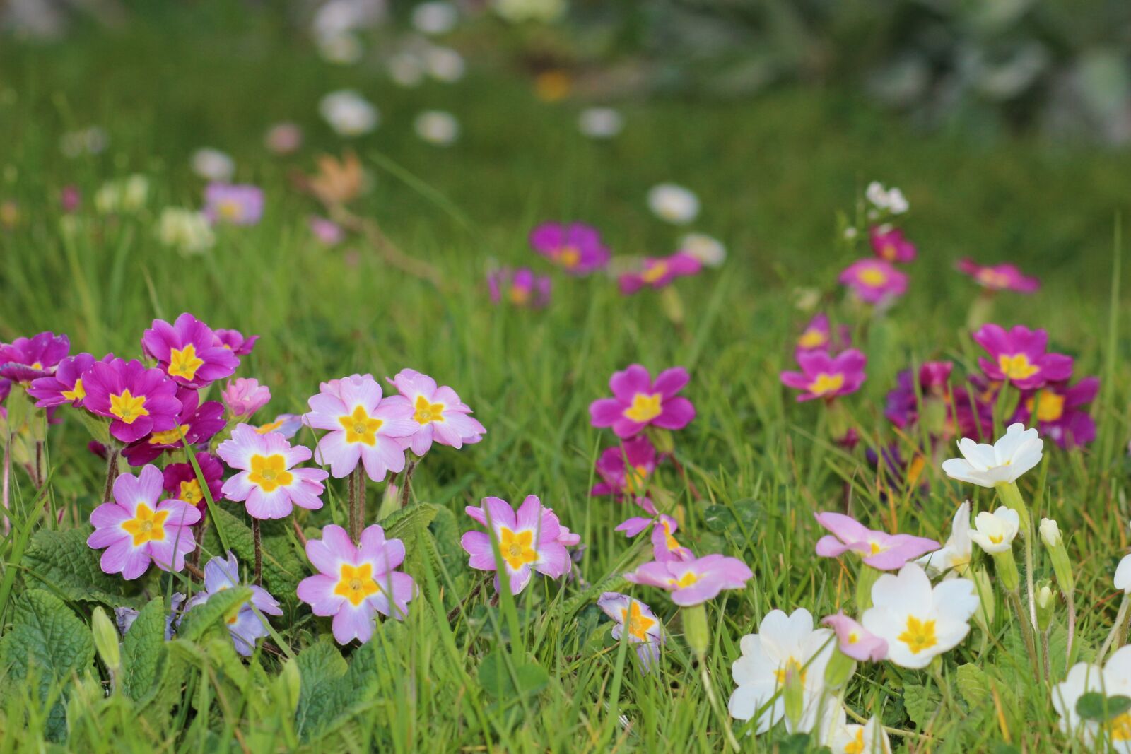 Canon EOS 100D (EOS Rebel SL1 / EOS Kiss X7) sample photo. Flowers, spring, primrose photography