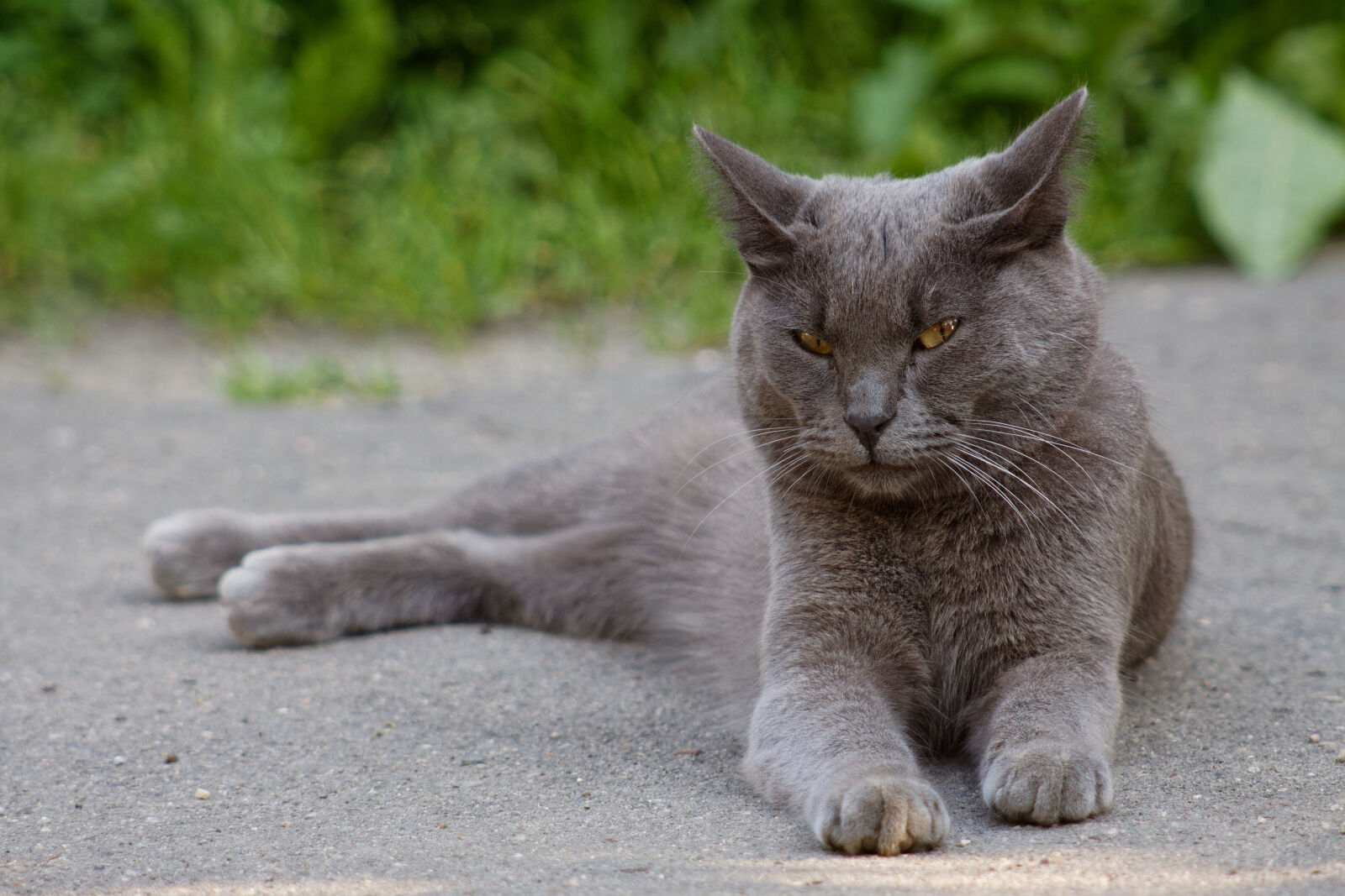 Canon EOS 50D sample photo