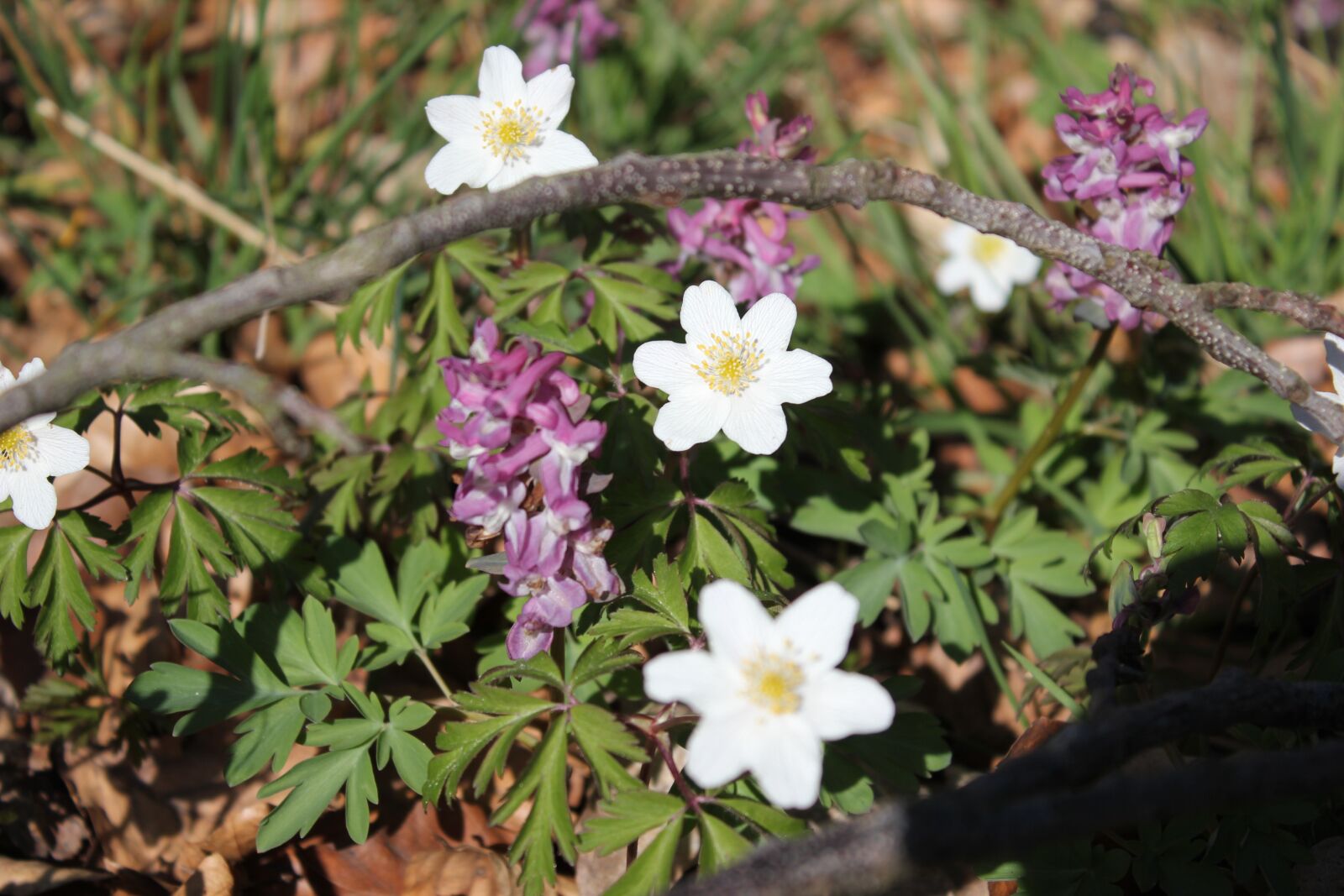 Canon EOS 550D (EOS Rebel T2i / EOS Kiss X4) sample photo. Wood anemone, flower, spring photography