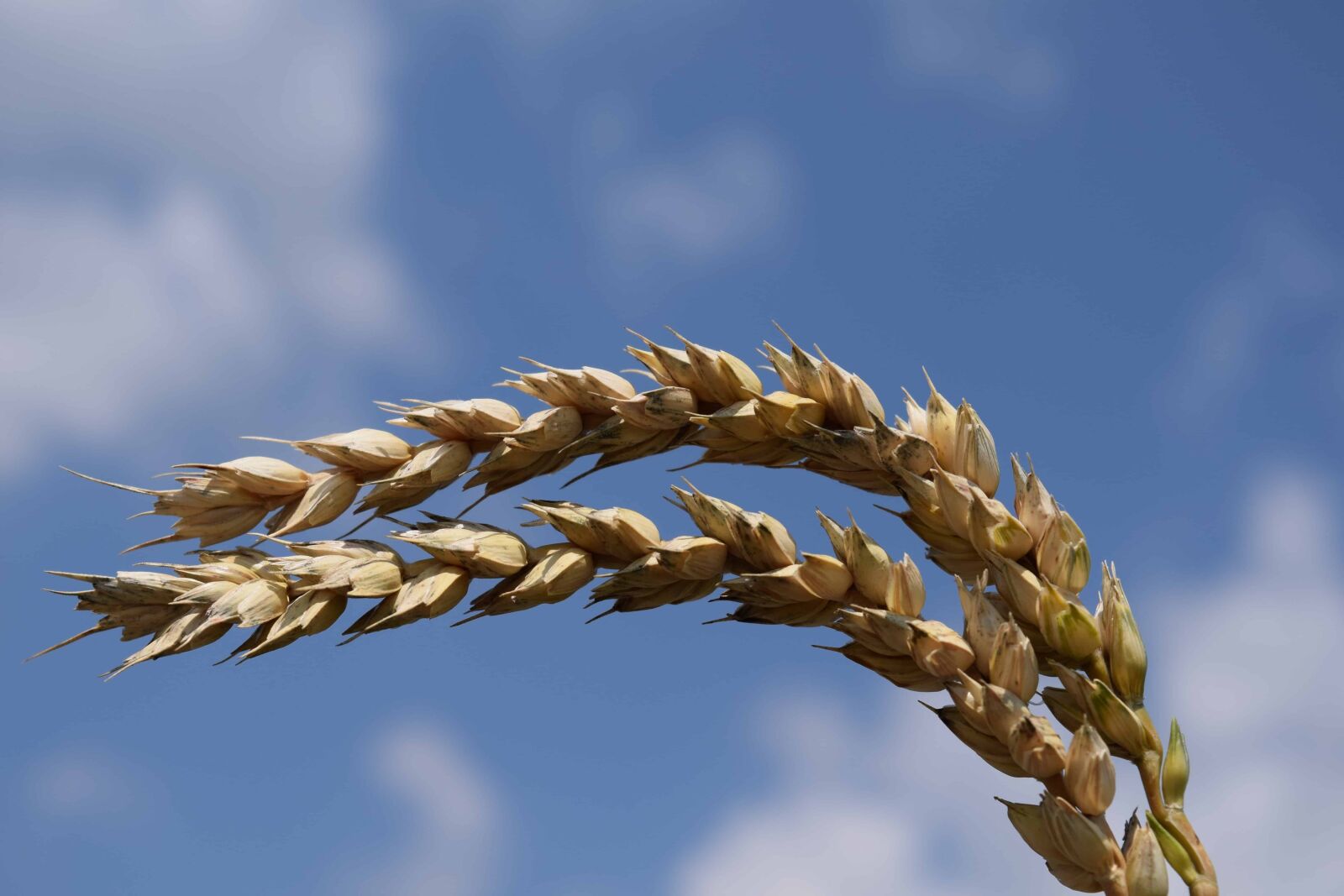 Nikon D3300 sample photo. Straw, grain, cereal, blue photography