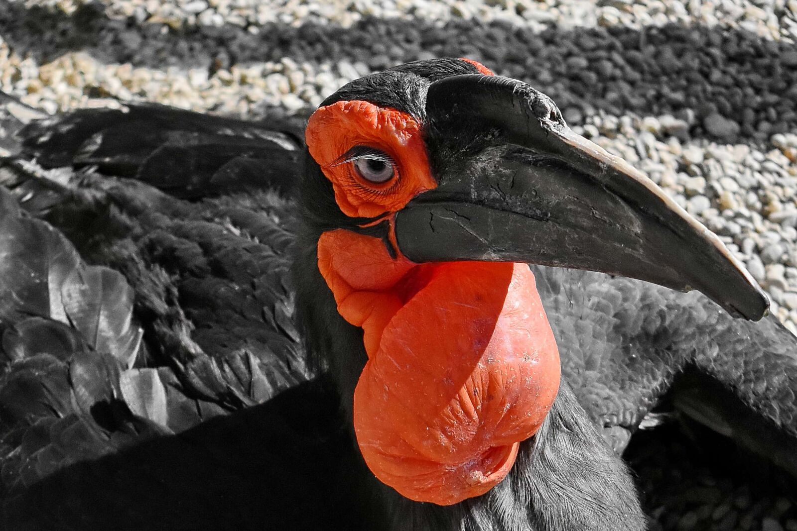 Nikon D5500 sample photo. Beak, black, detail, exotic photography