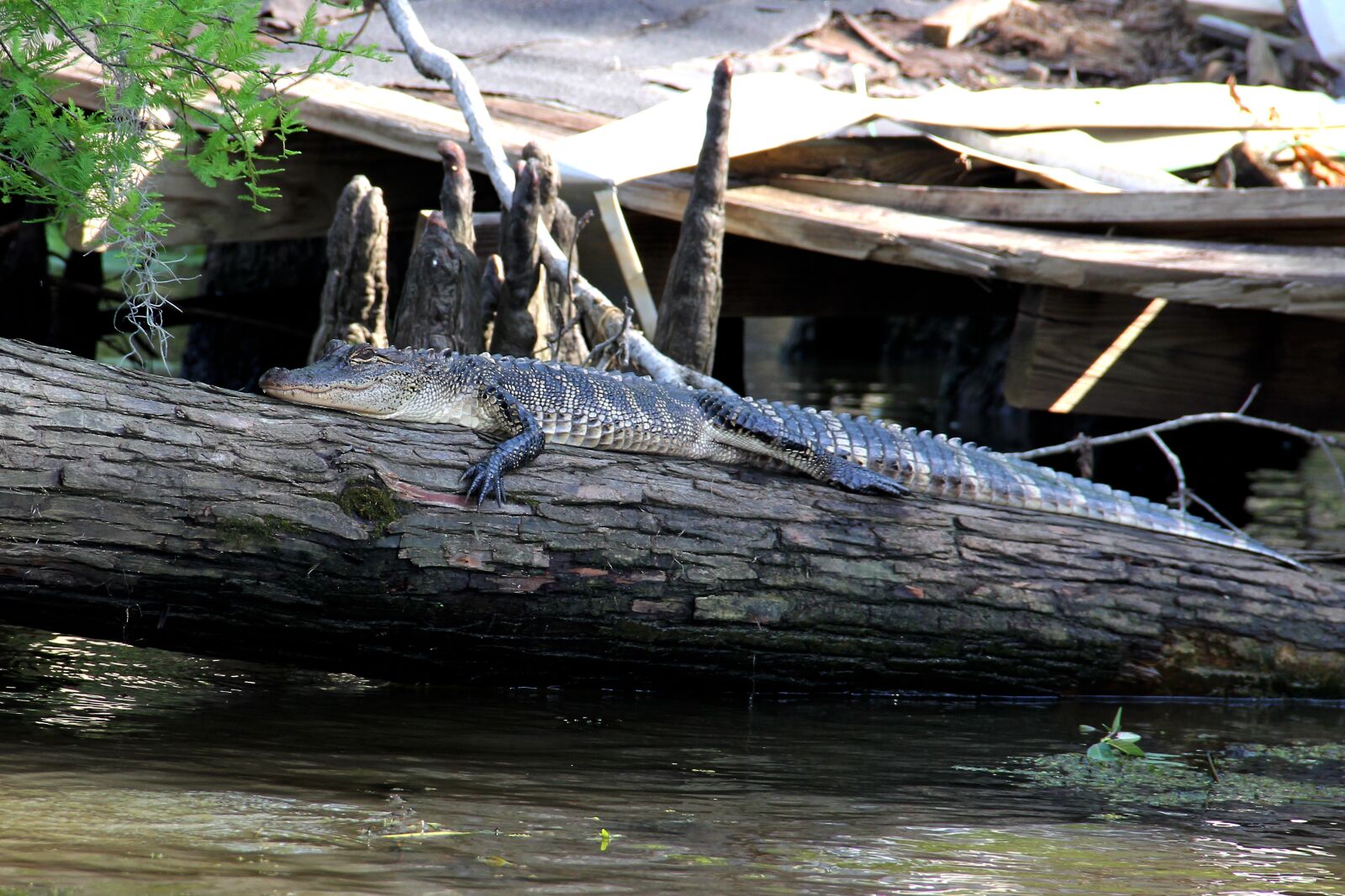 Canon EOS 60D sample photo. Alligator, swamp, bayou photography