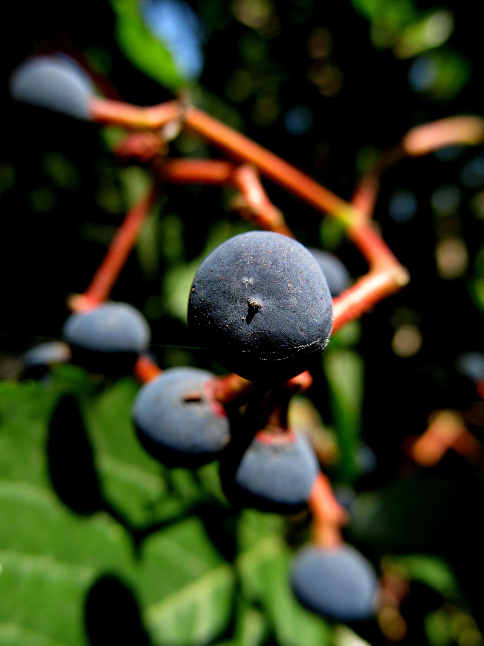 Canon PowerShot SX130 IS sample photo. Berry, plant, natural photography
