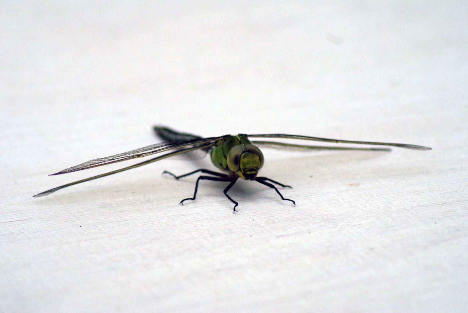Sony Alpha DSLR-A300 sample photo. Dragonfly, nature, insect photography