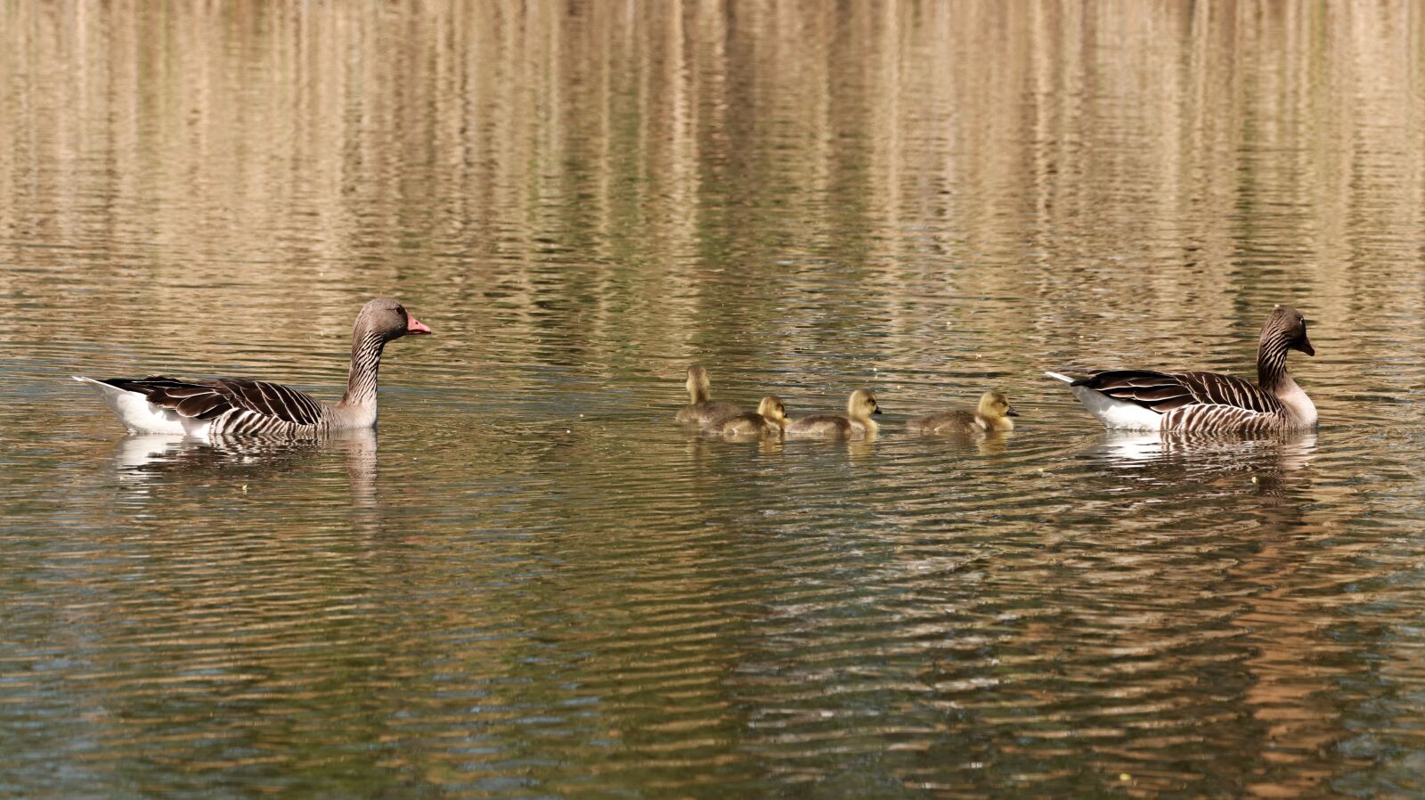 150-600mm F5-6.3 DG OS HSM | Contemporary 015 sample photo. Lake, spring, nature photography