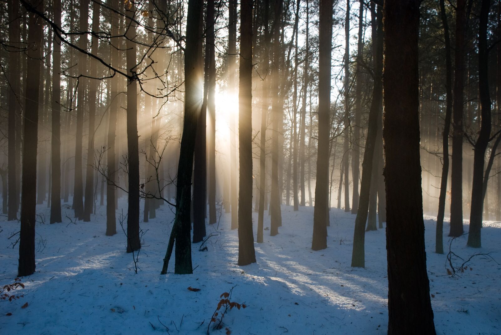 Nikon D40X sample photo. In the forest, sunshine photography