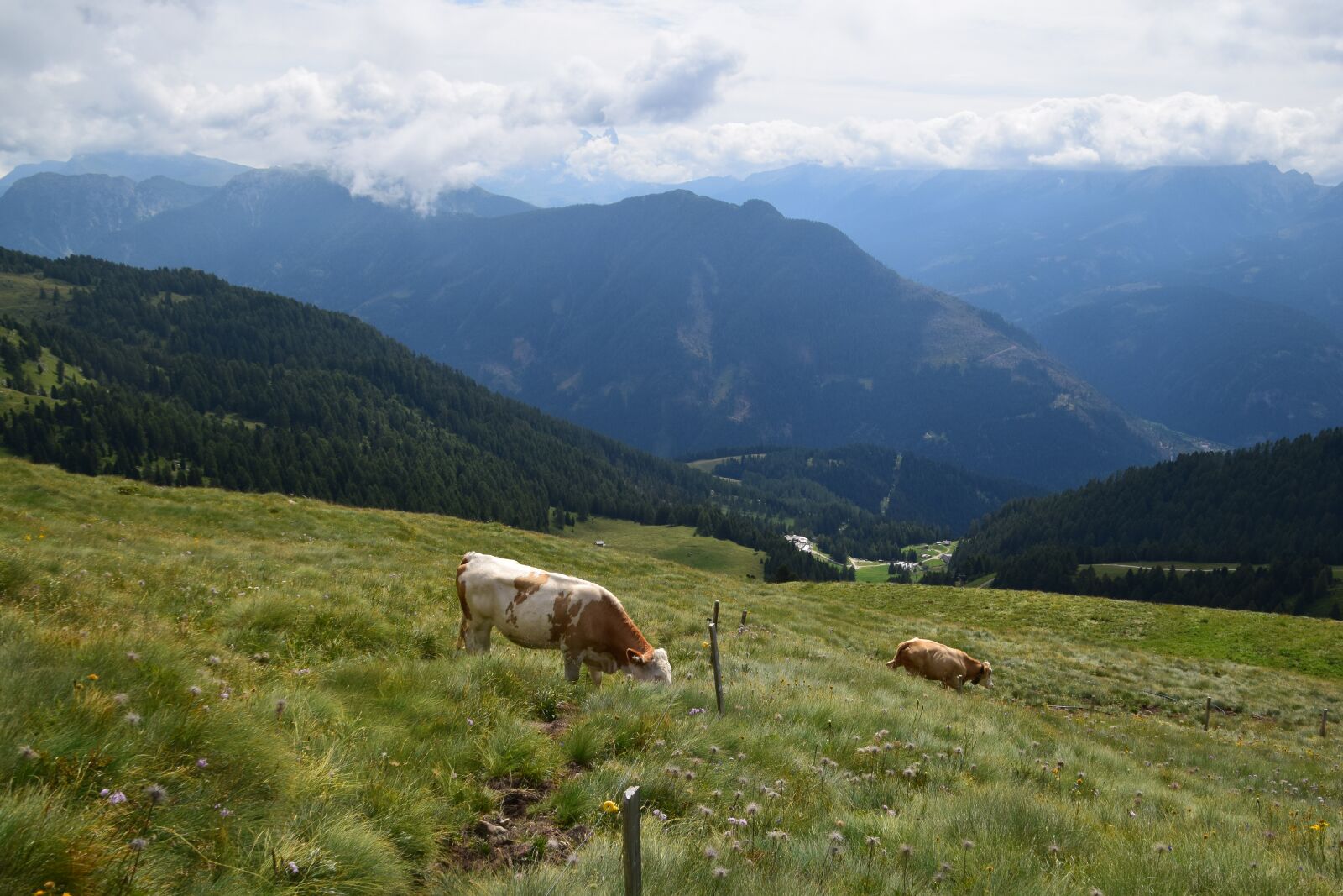 Nikon D3300 sample photo. Landscape, nature, cow photography