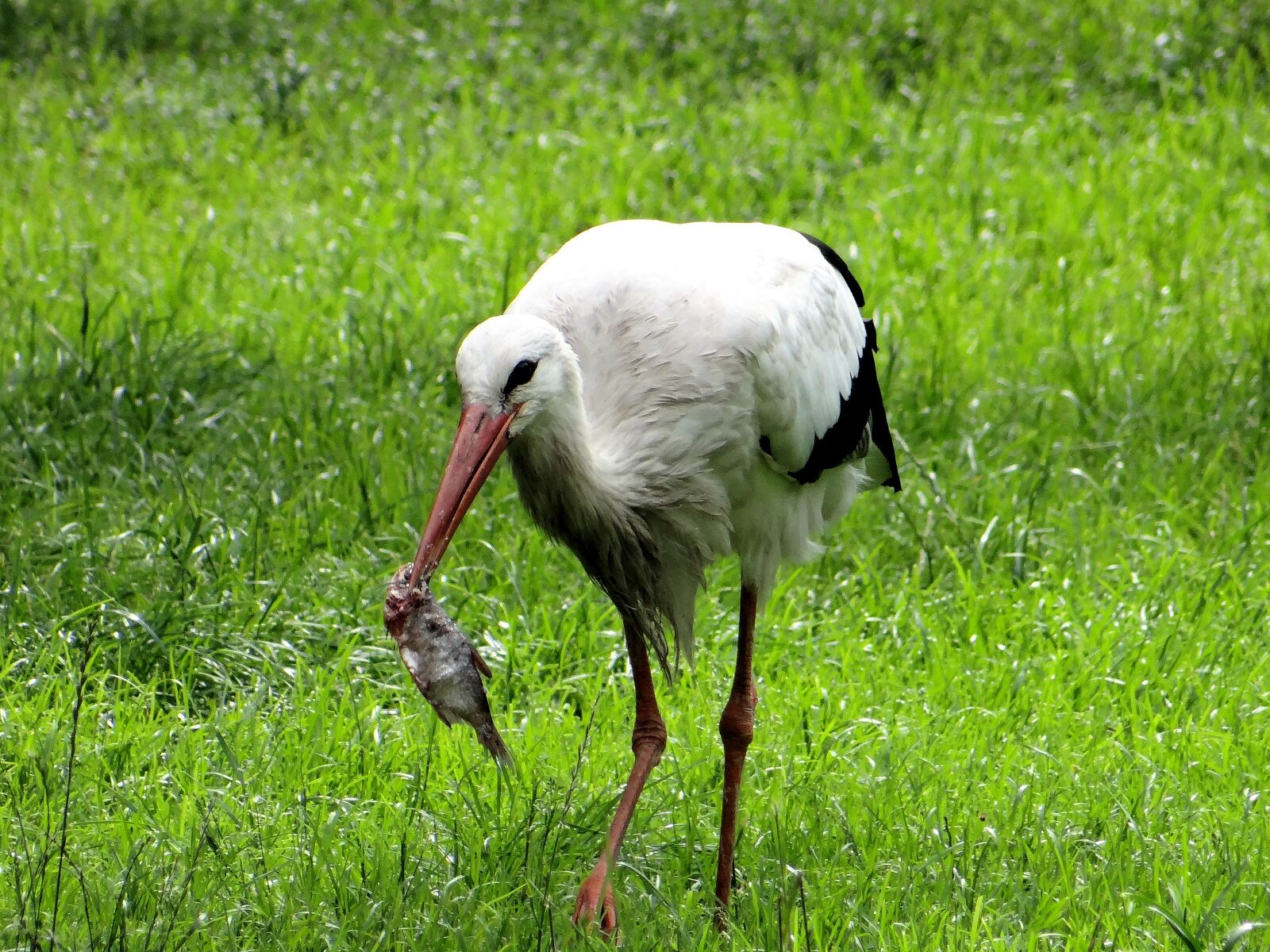 Sony DSC-HX200V sample photo. White stork, ciconia ciconia photography