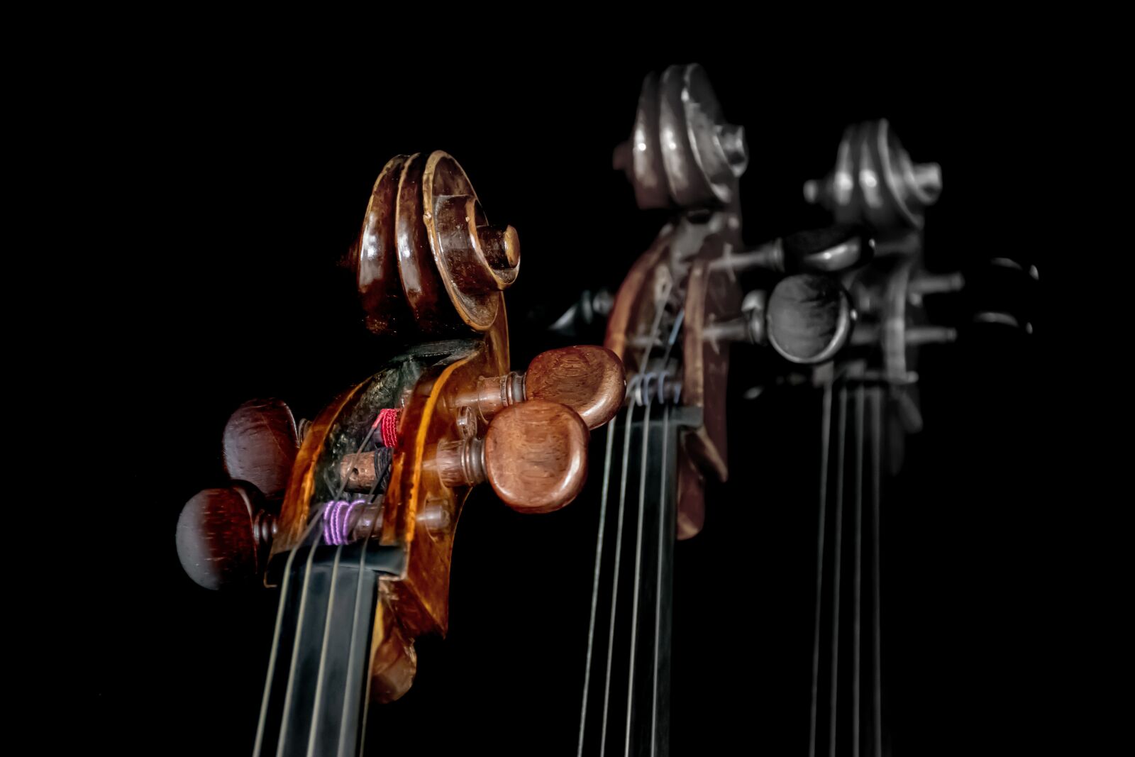 Nikon D5600 sample photo. Cello, head, neck photography