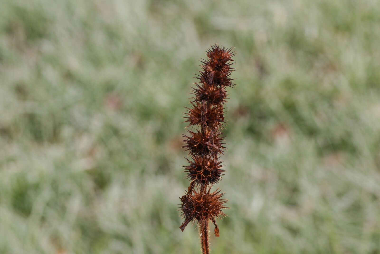 Canon EOS 7D Mark II sample photo. Growth, macro, autumn photography