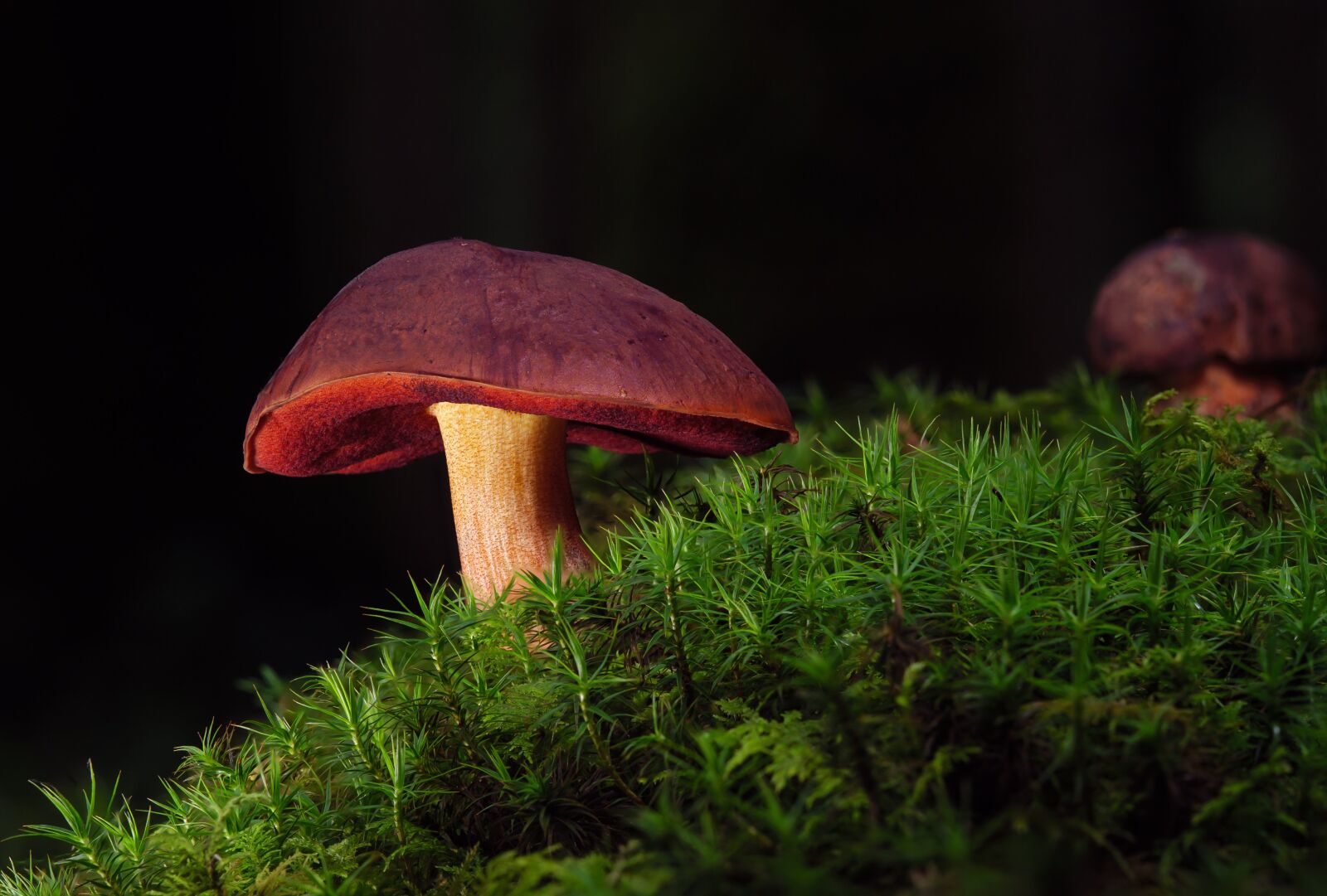 Olympus M.Zuiko Digital ED 60mm F2.8 Macro sample photo. Witches placidus, mushrooms, forest photography