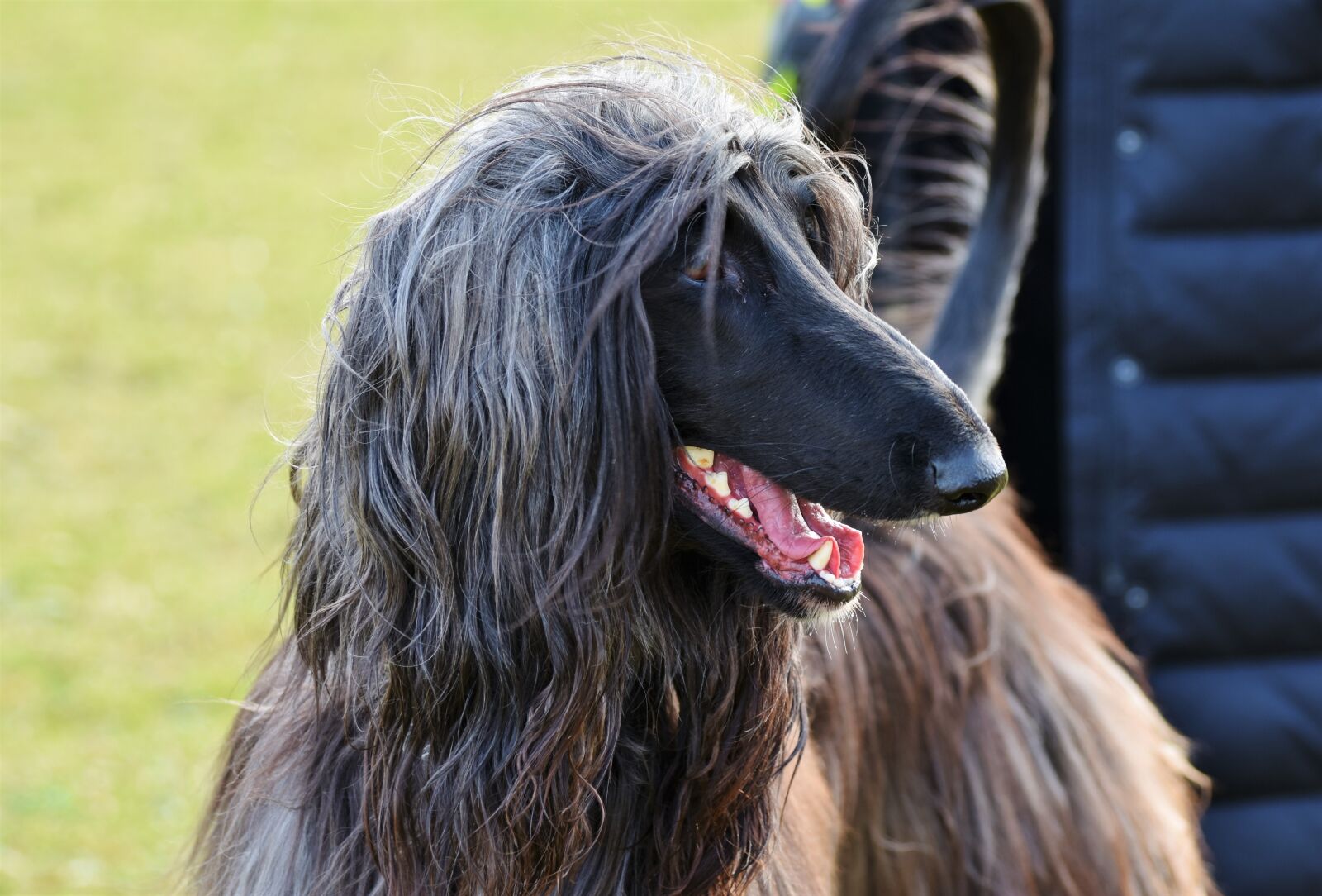 Nikon D7200 sample photo. Afghan, greyhound, afghan hound photography