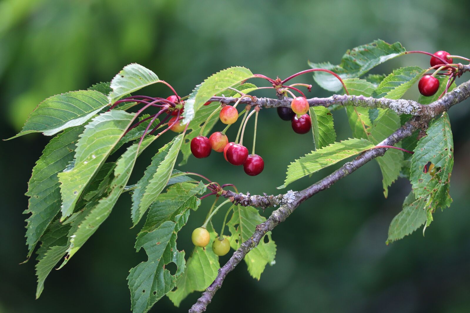 Canon EOS 200D (EOS Rebel SL2 / EOS Kiss X9) sample photo. Cherries, cherry tree, fruits photography