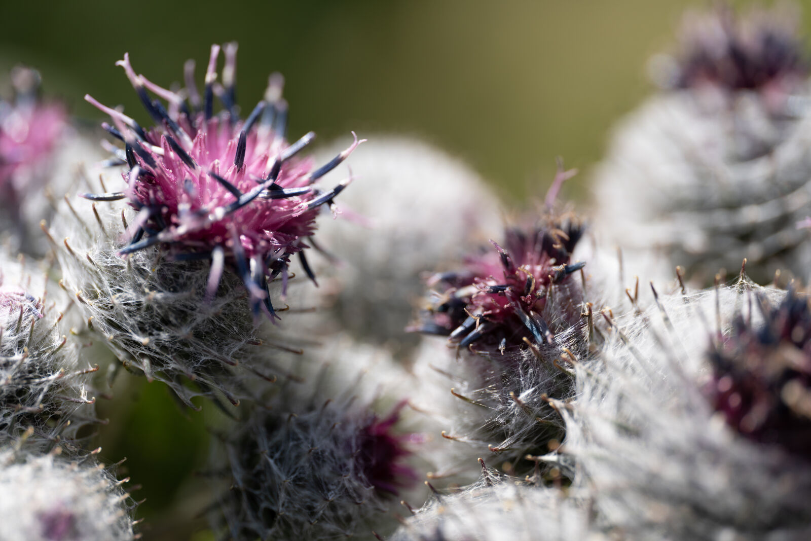 Sony a7R IV sample photo. Flowering spikes photography