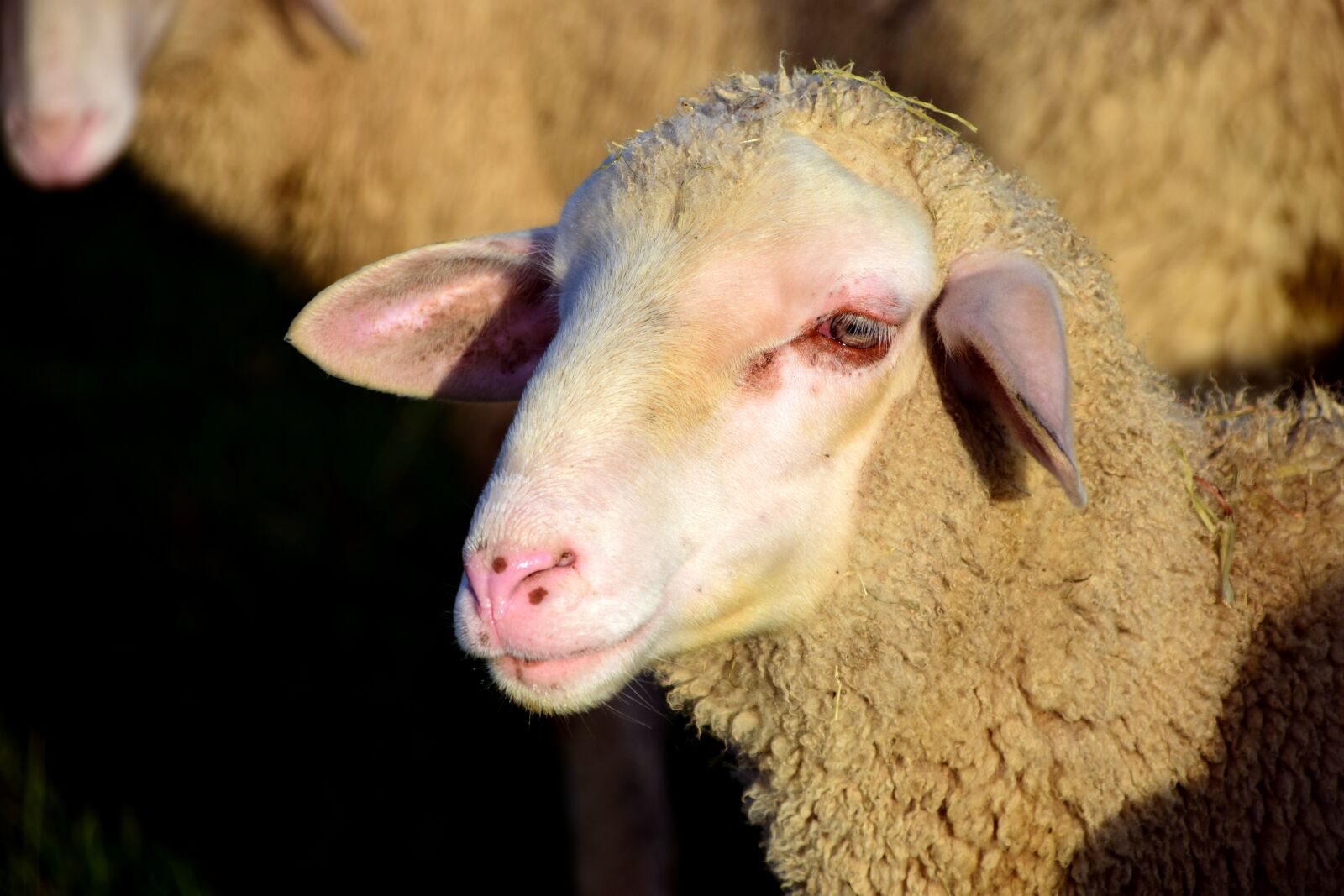 Nikon D3300 sample photo. Sheep, sheepshead, wool photography
