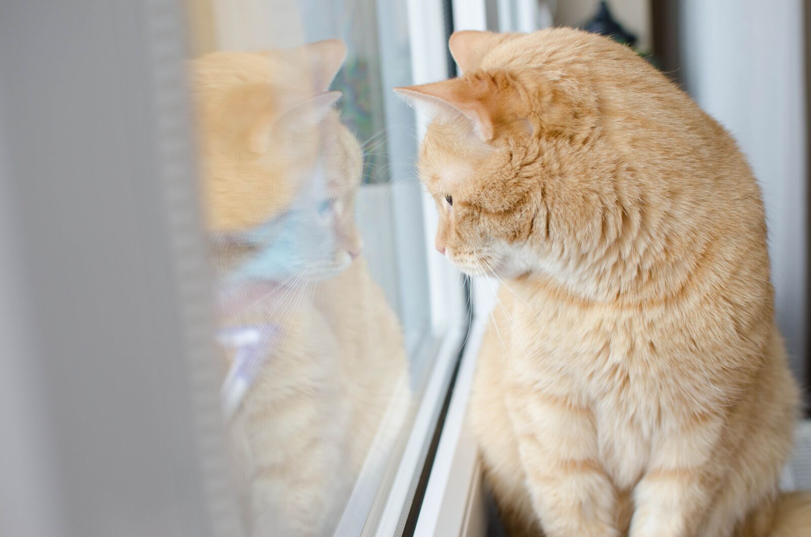 Nikon D7000 sample photo. Cat, red cat, redhat photography