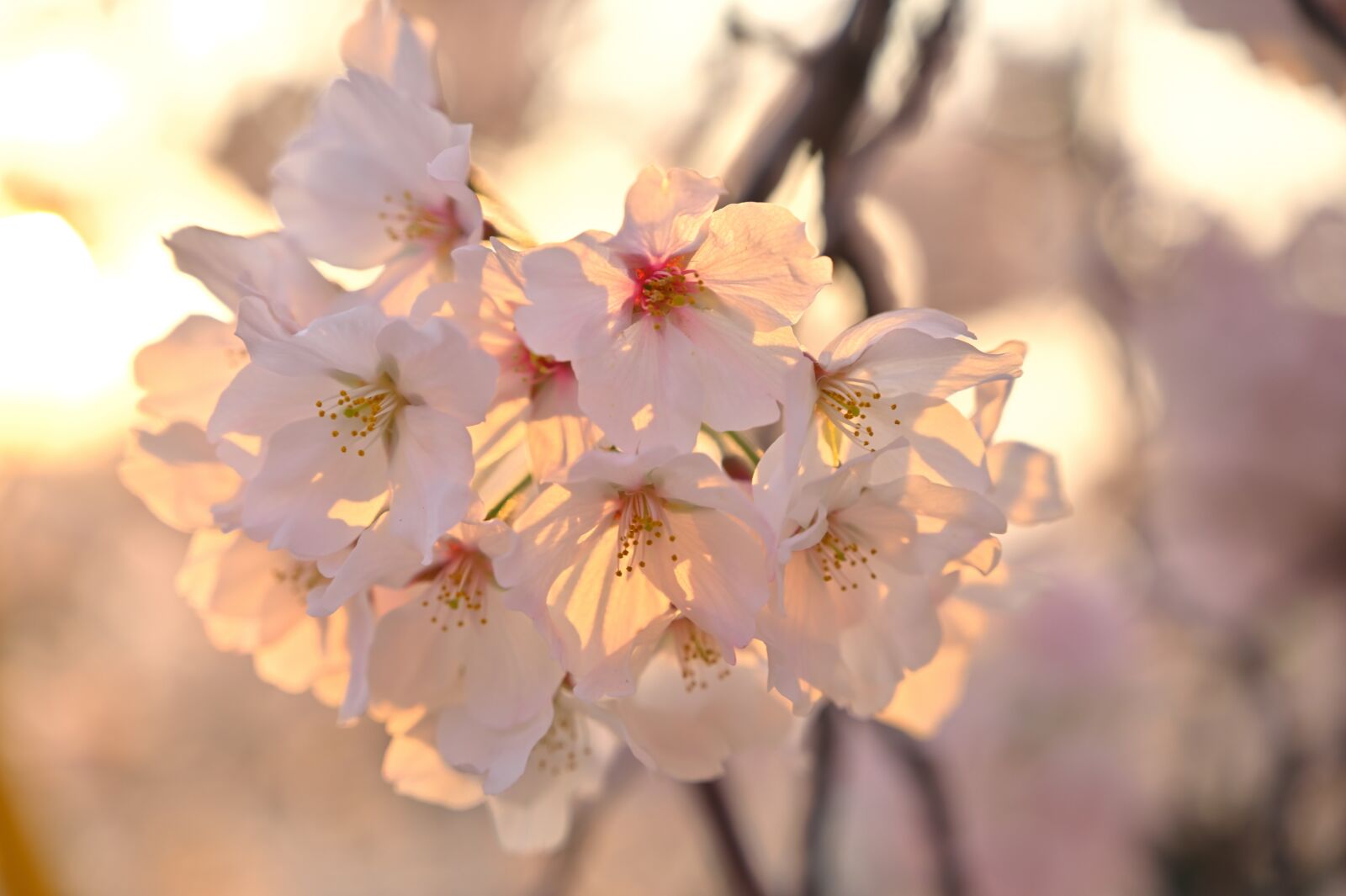 Nikon Nikkor Z 24-70mm F4 S sample photo. Cherry blossoms, sunset, backlight photography
