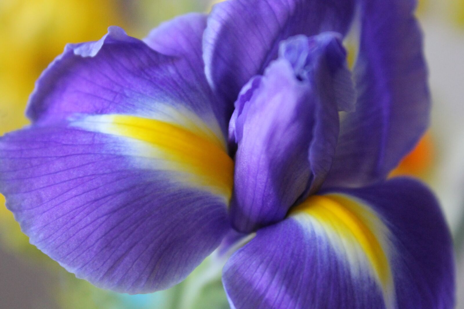 Canon EOS 1100D (EOS Rebel T3 / EOS Kiss X50) sample photo. Flower, blue, spring photography
