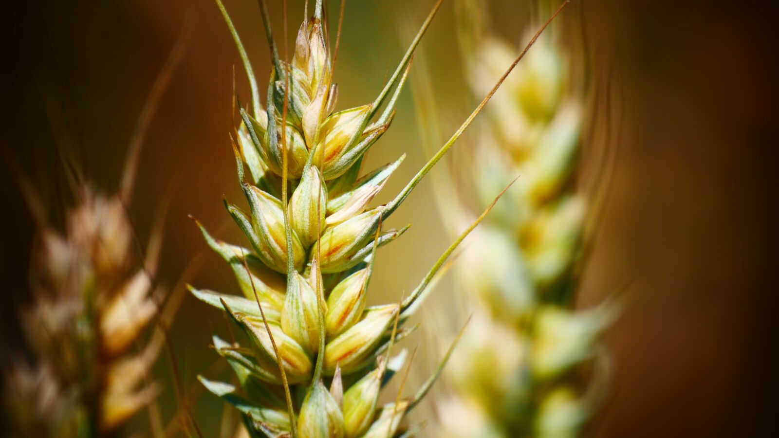 Panasonic Lumix DMC-G85 (Lumix DMC-G80) sample photo. Grains, rye, wheat photography