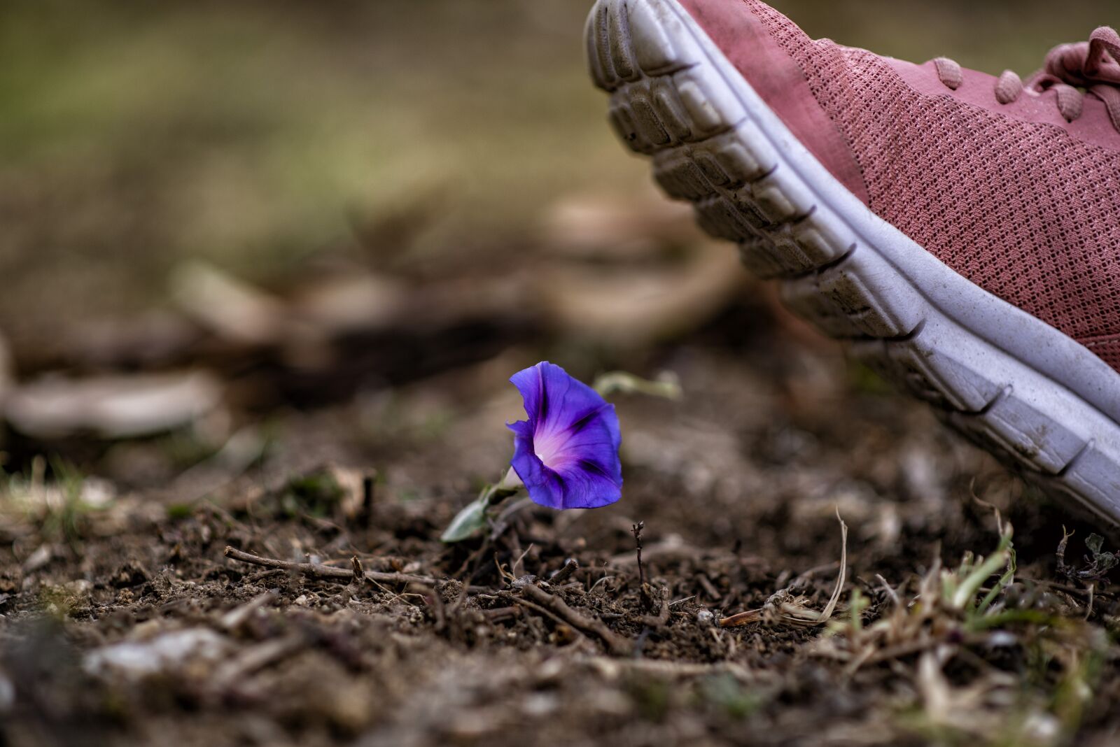 Nikon D600 sample photo. Environment, flower, nature photography