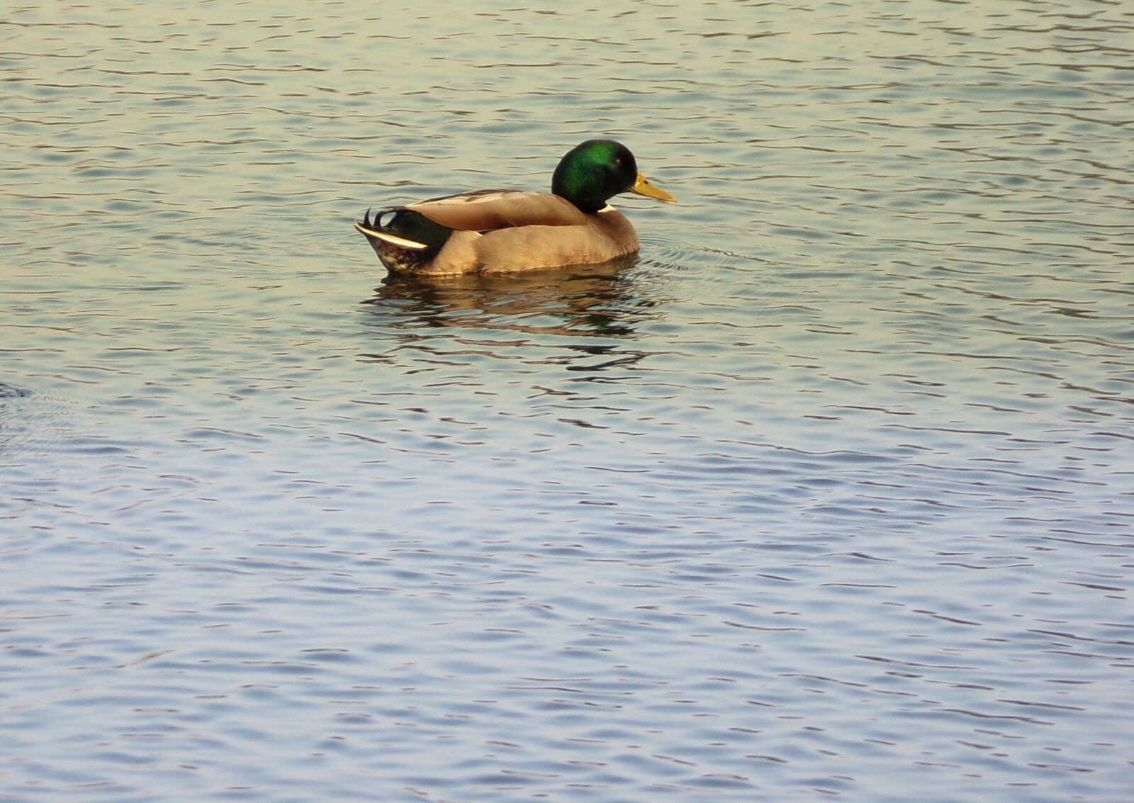 JK KODAK PIXPRO AZ421 sample photo. Duck, body of water photography