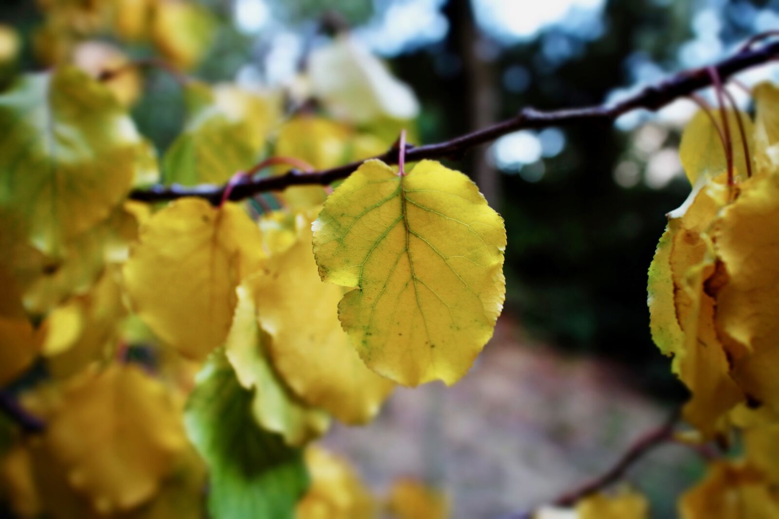 Canon EOS M sample photo. Leaves, yellow leaves, autumn photography