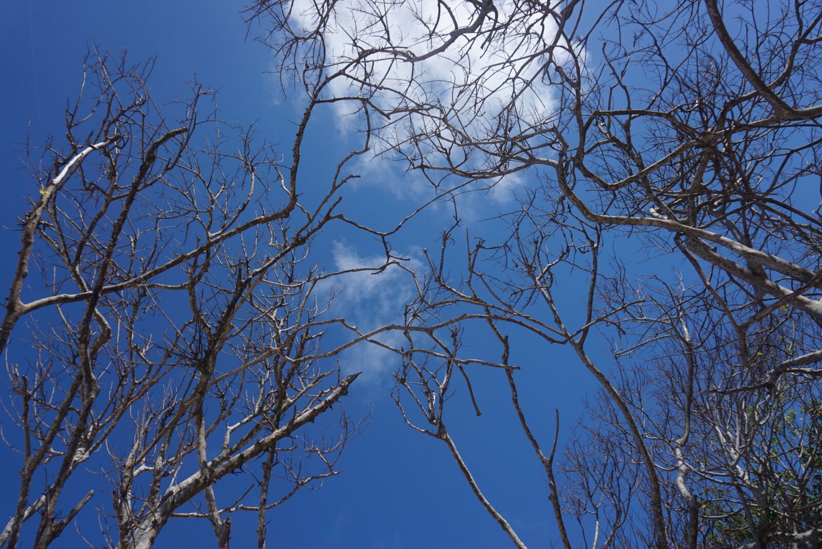 Sony a6000 sample photo. Tree, tropical, beach photography
