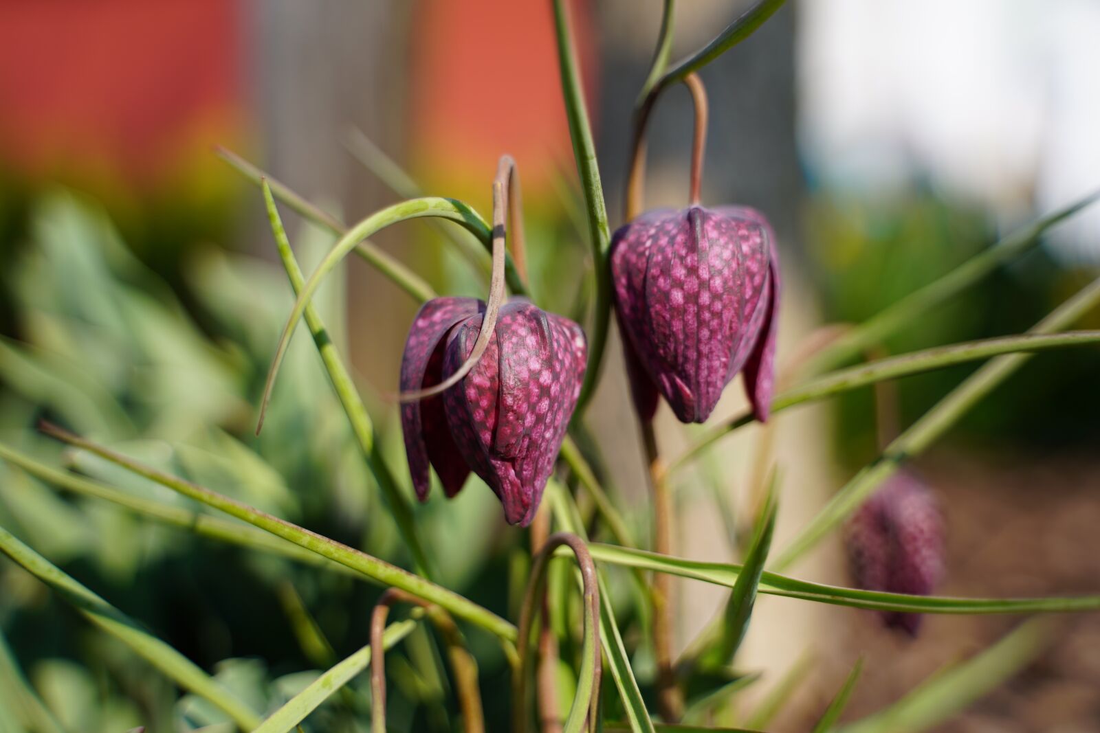 Sony a7 III + Tamron 28-75mm F2.8 Di III RXD sample photo. Bellflower, flower, bloom photography