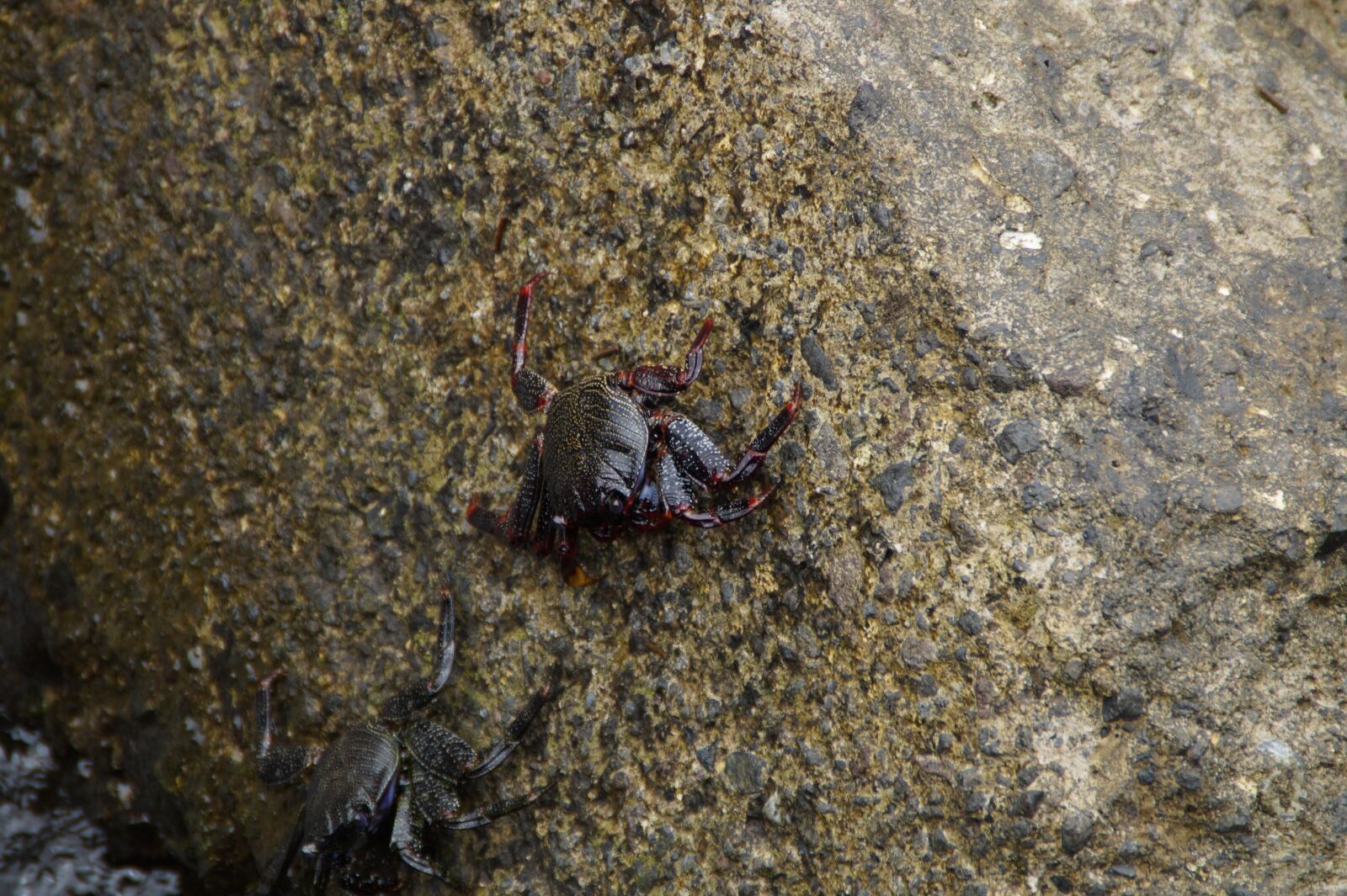 Sony SLT-A58 sample photo. Cancer, marine life, stone photography
