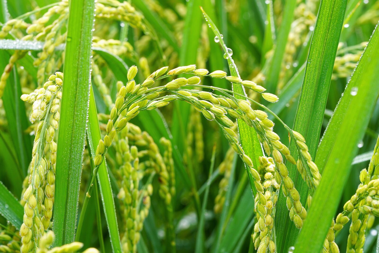 Sony a7R III + Sony FE 90mm F2.8 Macro G OSS sample photo. Dew, rice, food photography
