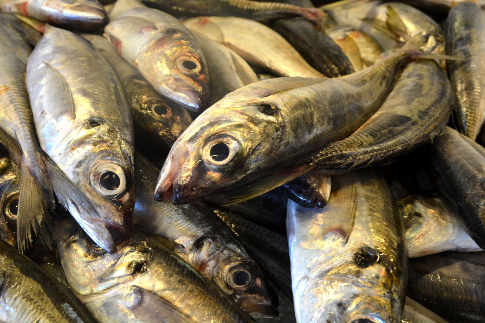 Nikon D5200 sample photo. Fish, sardine, portugal photography