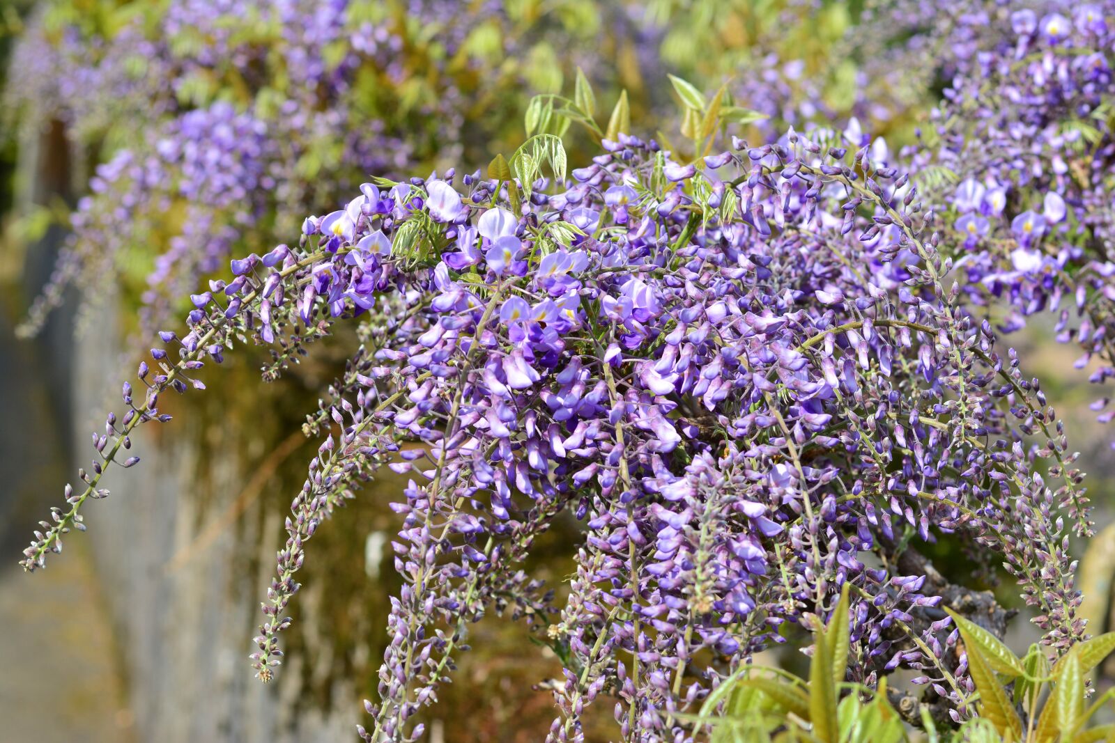 Nikon D5200 sample photo. Blue rain, wisteria, violet photography