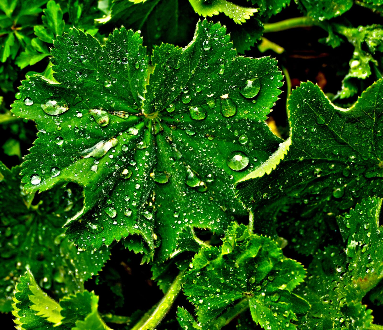 Panasonic Lumix DMC-FZ1000 sample photo. Leaf, drip, wet photography