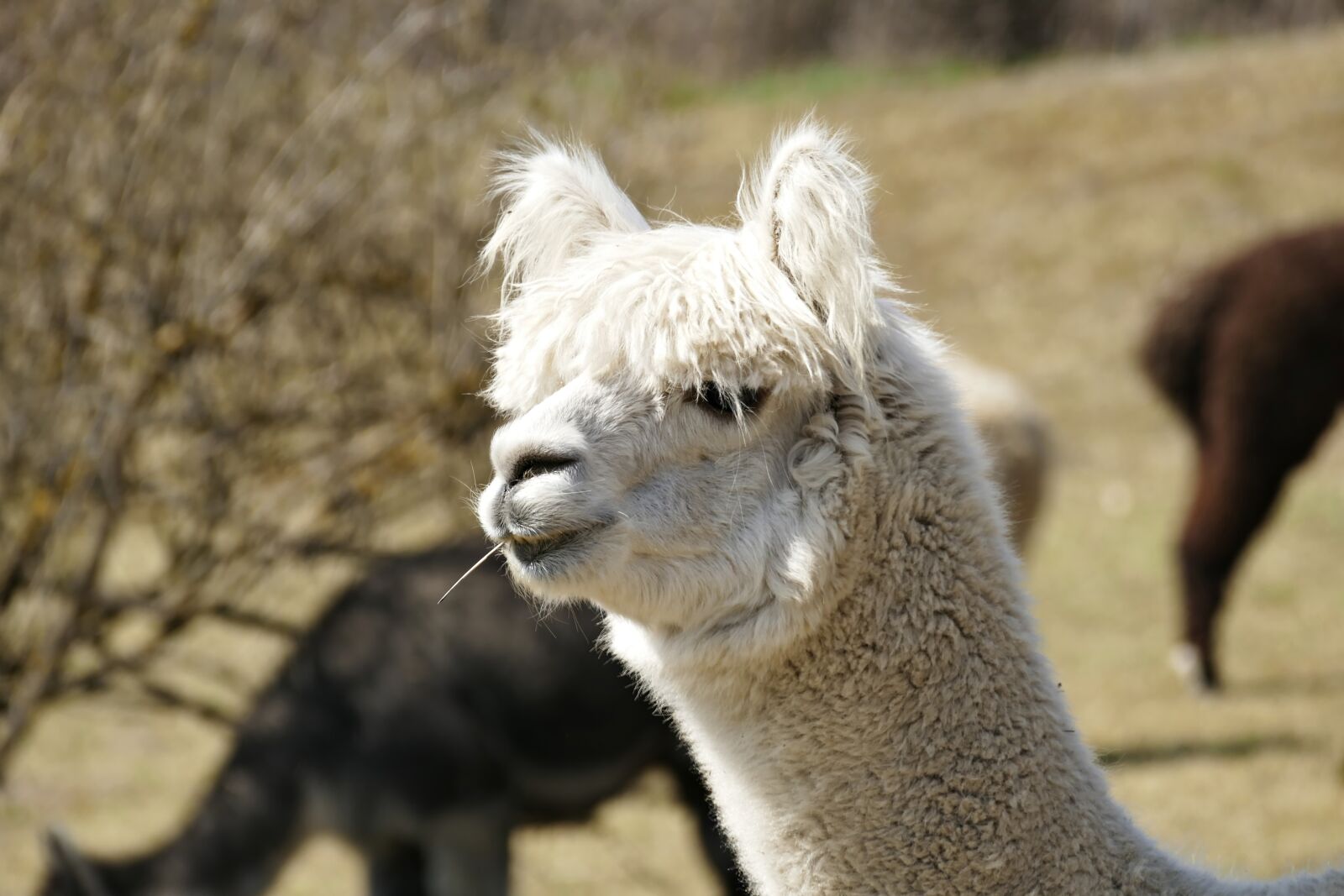Panasonic Lumix DMC-FZ1000 sample photo. Alpaca, animal, enclosure photography