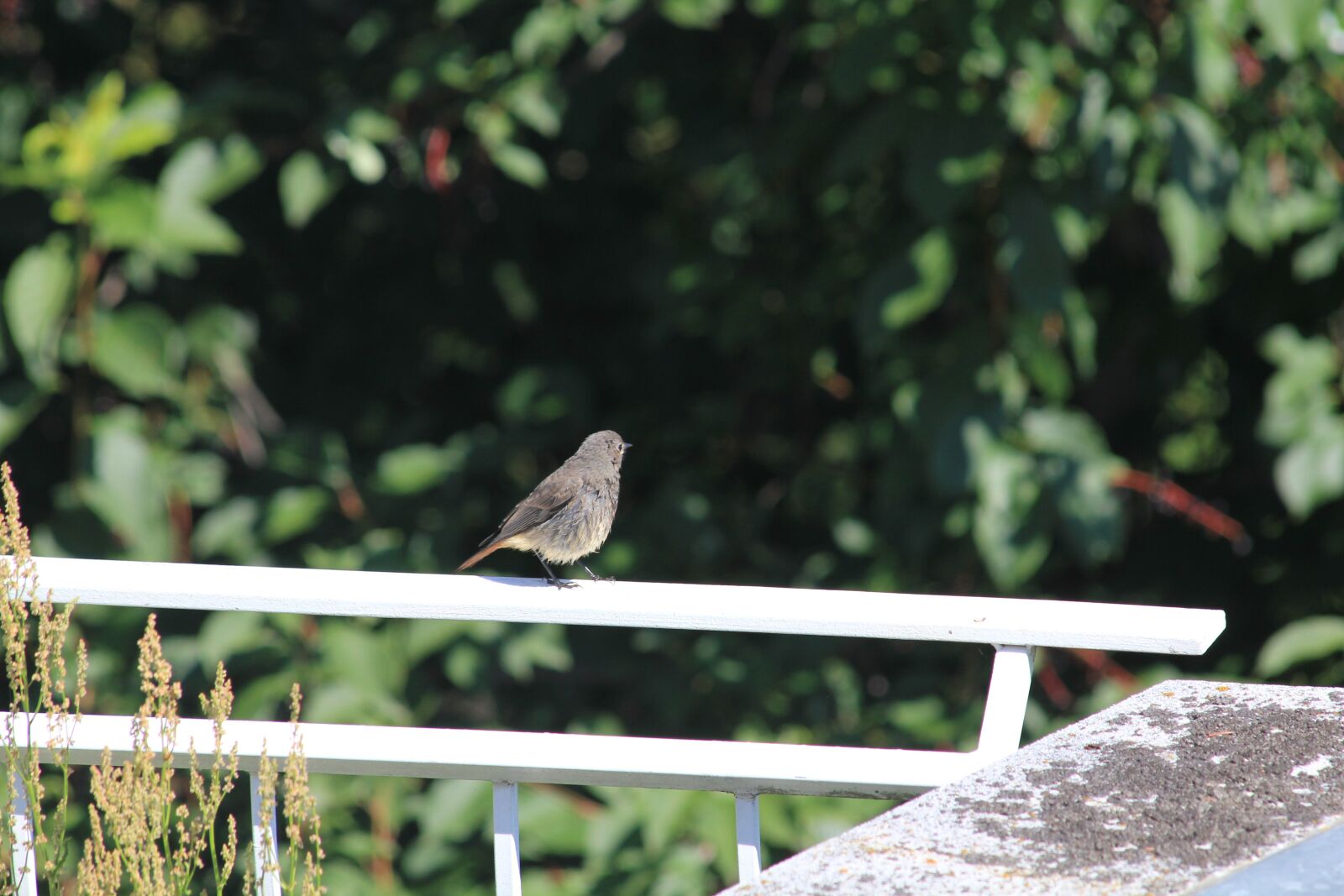 Canon EOS 550D (EOS Rebel T2i / EOS Kiss X4) sample photo. Bird, rotschwaenzchen, balcony photography
