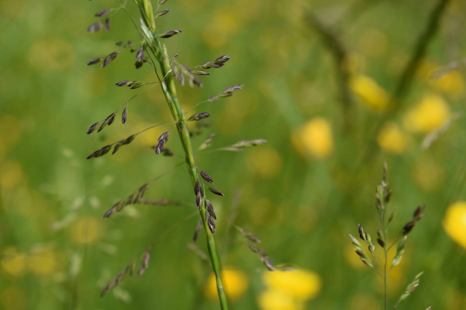 Nikon D3300 sample photo. Summer, nature, green grass photography