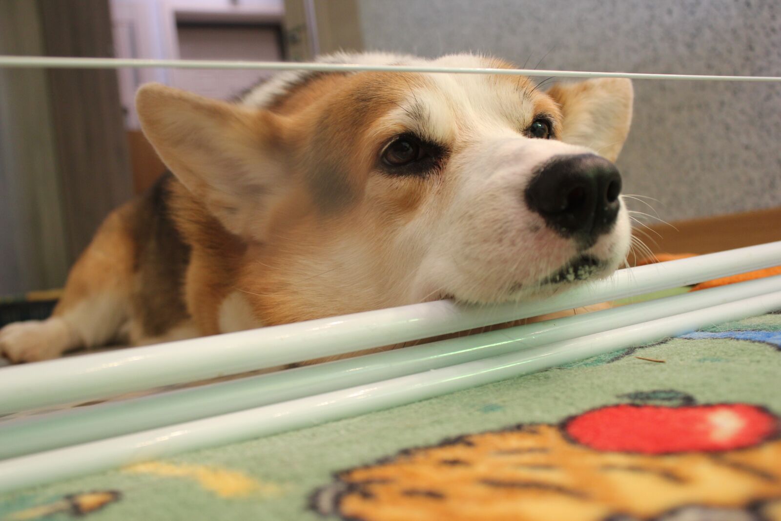 Canon EOS 550D (EOS Rebel T2i / EOS Kiss X4) sample photo. Corgi, volt, walter photography