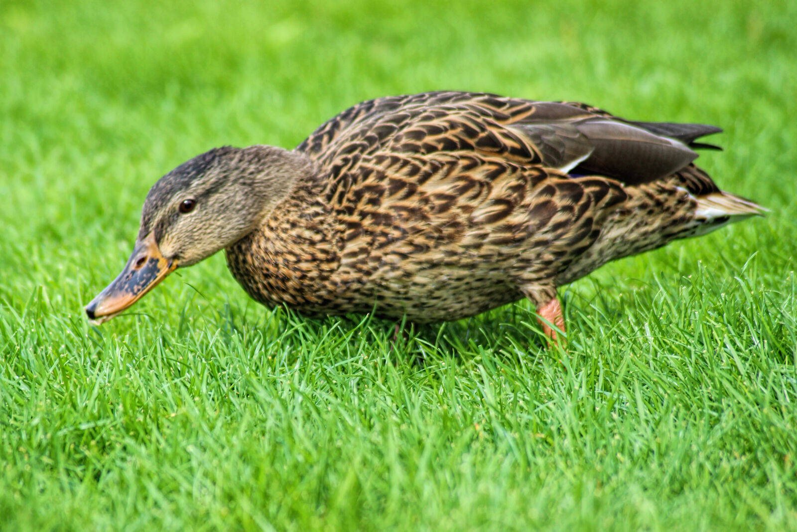 Canon EOS 600D (Rebel EOS T3i / EOS Kiss X5) sample photo. Close, up, of, mallard photography