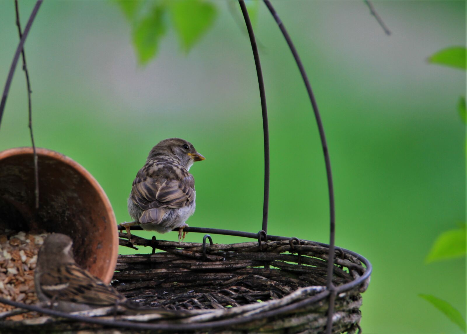 Tamron SP 150-600mm F5-6.3 Di VC USD sample photo. Sparrow, songbird, bird photography