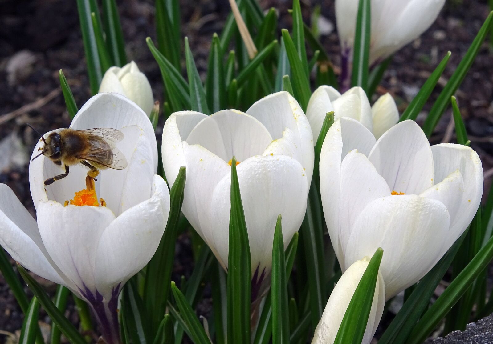 Sony Cyber-shot DSC-HX400V sample photo. Crocus, bee, pollen photography