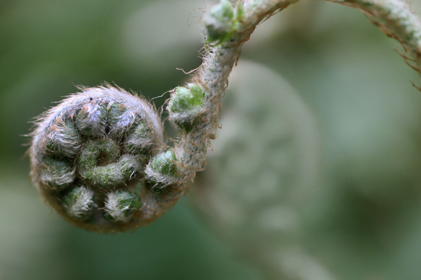 Canon EOS 800D (EOS Rebel T7i / EOS Kiss X9i) sample photo. Fern, unroll, green photography