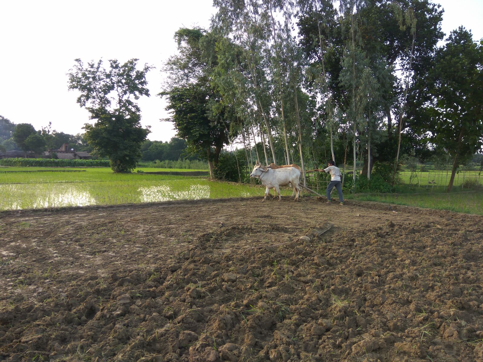 Xiaomi Redmi Note3 sample photo. Crop, farmer, nature photography