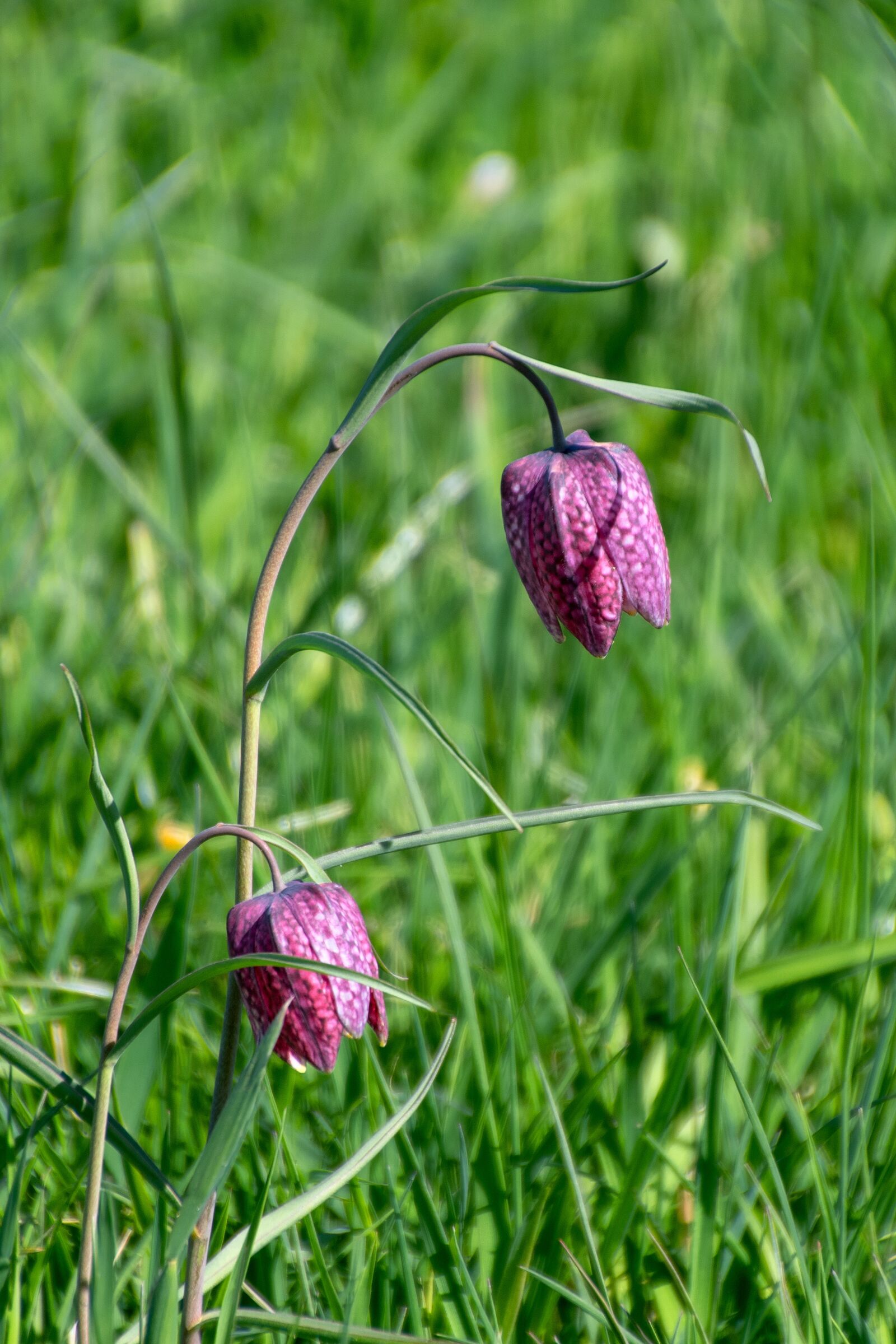 Nikon D7500 sample photo. Chequered, flora, meadow photography