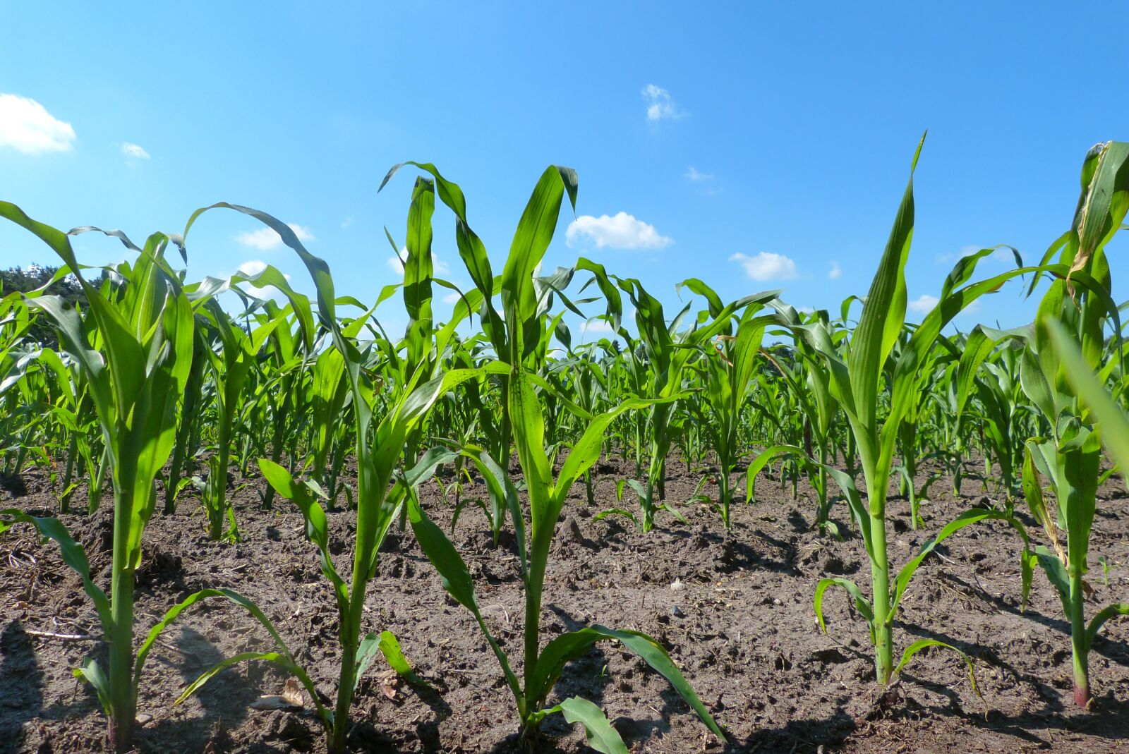 Panasonic Lumix DMC-FZ150 sample photo. Field, corn, young plants photography