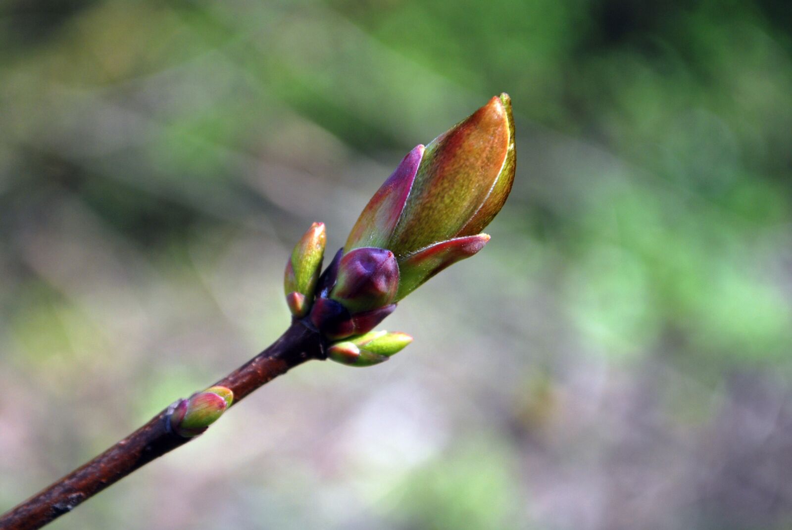 Nikon D60 sample photo. Bud, flower, leaves photography