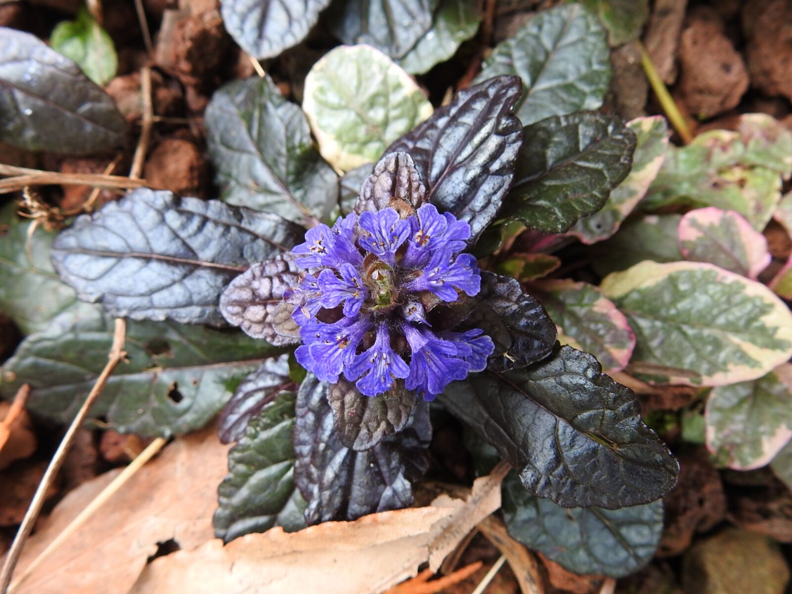 Nikon Coolpix P900 sample photo. Botany, blue flower, plants photography