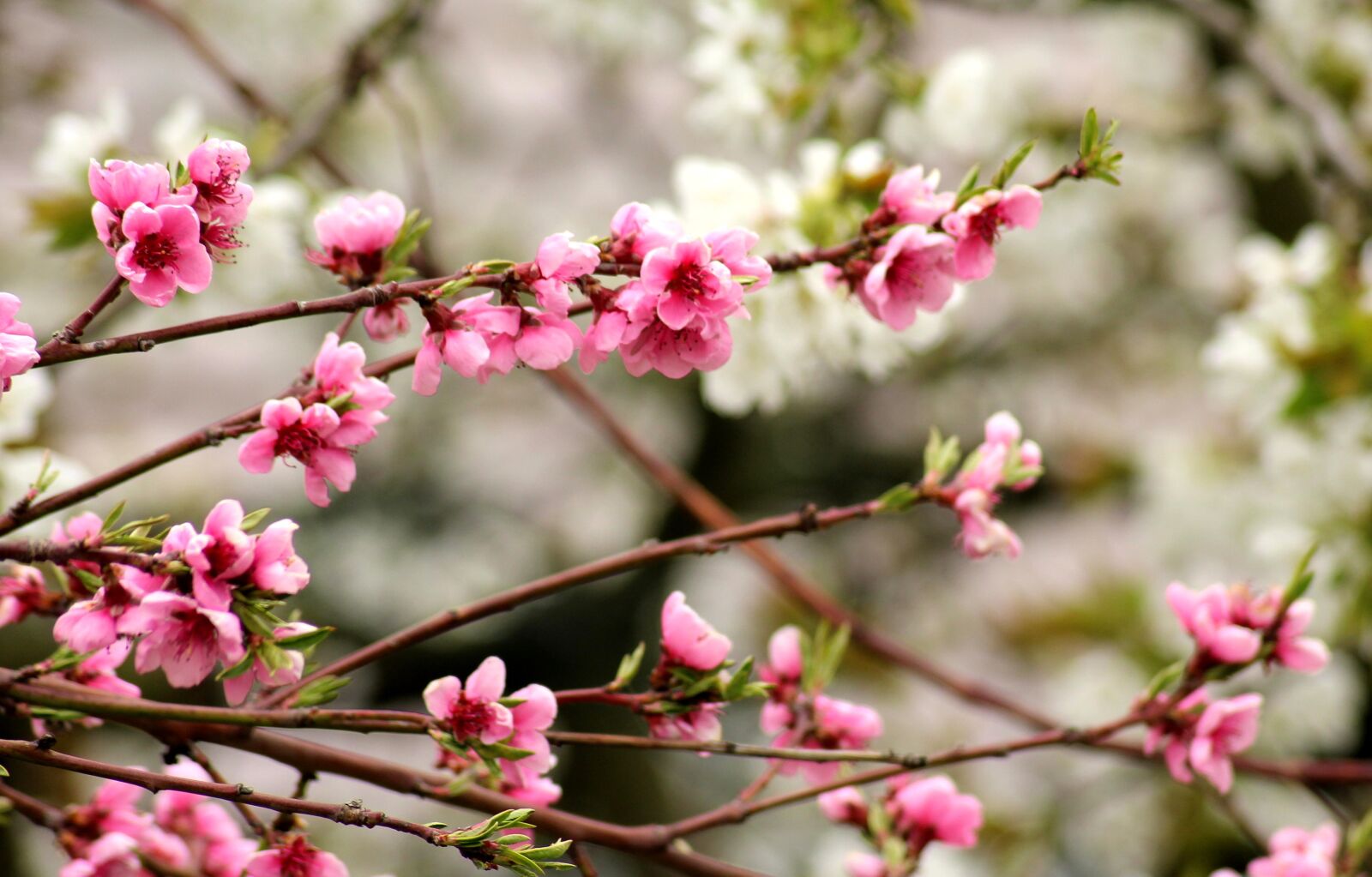 Canon EOS 1200D (EOS Rebel T5 / EOS Kiss X70 / EOS Hi) sample photo. Flowering trees, fruit trees photography
