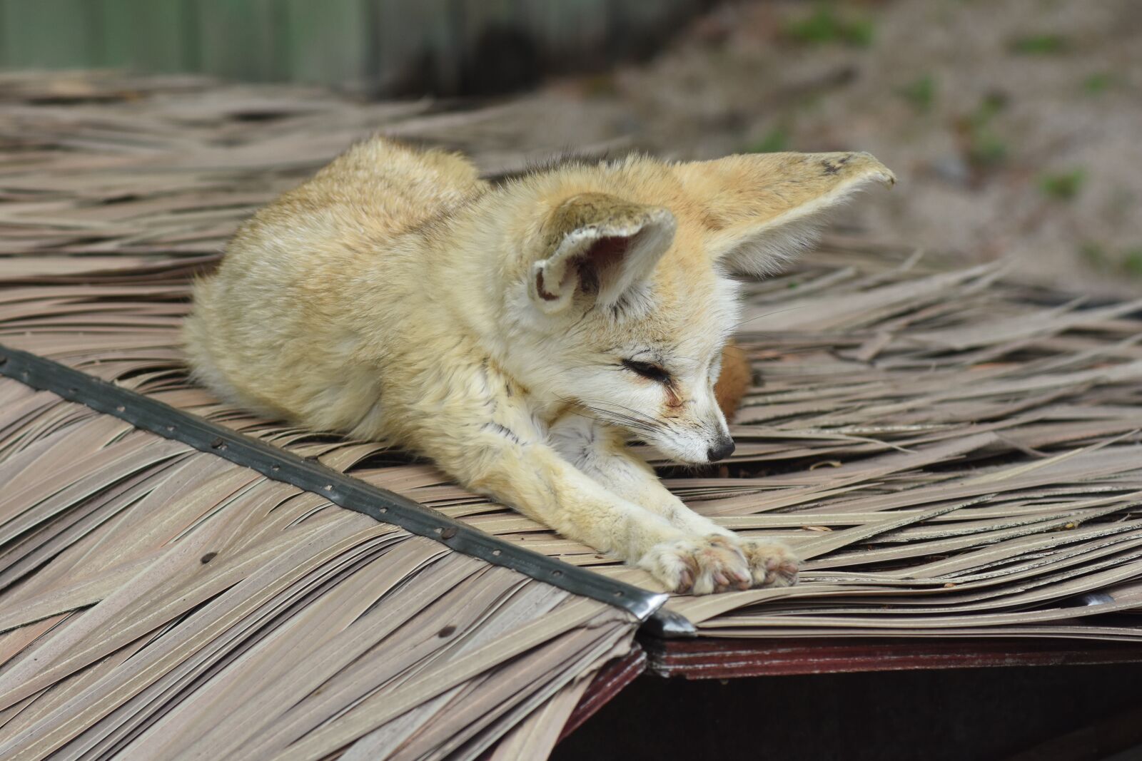 Nikon D7200 sample photo. Desert fox, zoo, animal photography