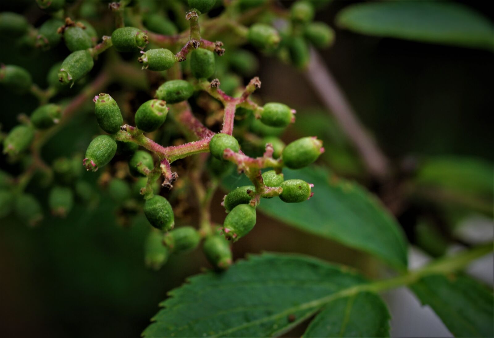 Canon EF-S 35mm F2.8 Macro IS STM sample photo. Red elderberry, elder, mountain photography